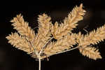 Foxtail flatsedge